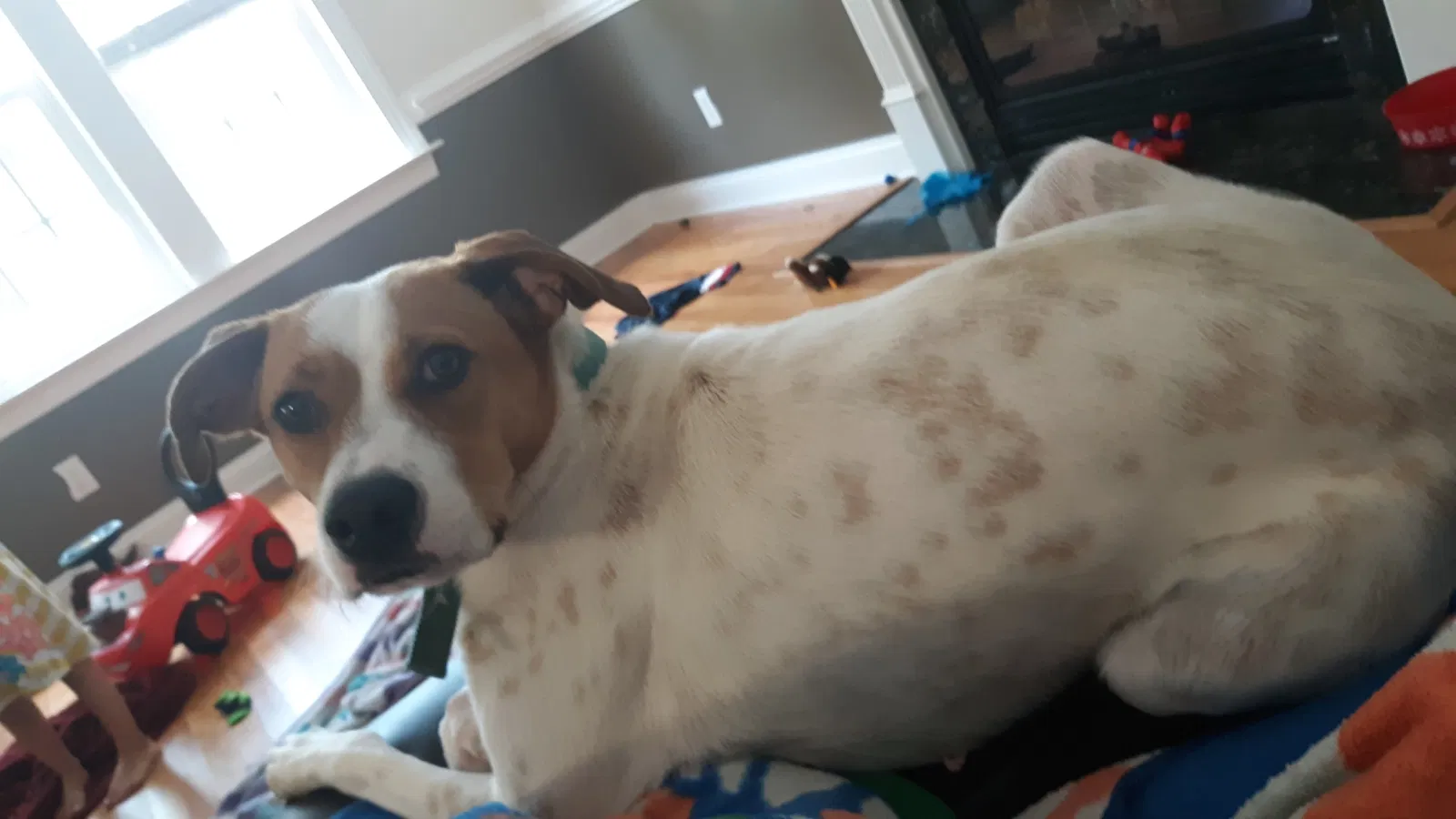 Lost dog in Angier, NC, 27501