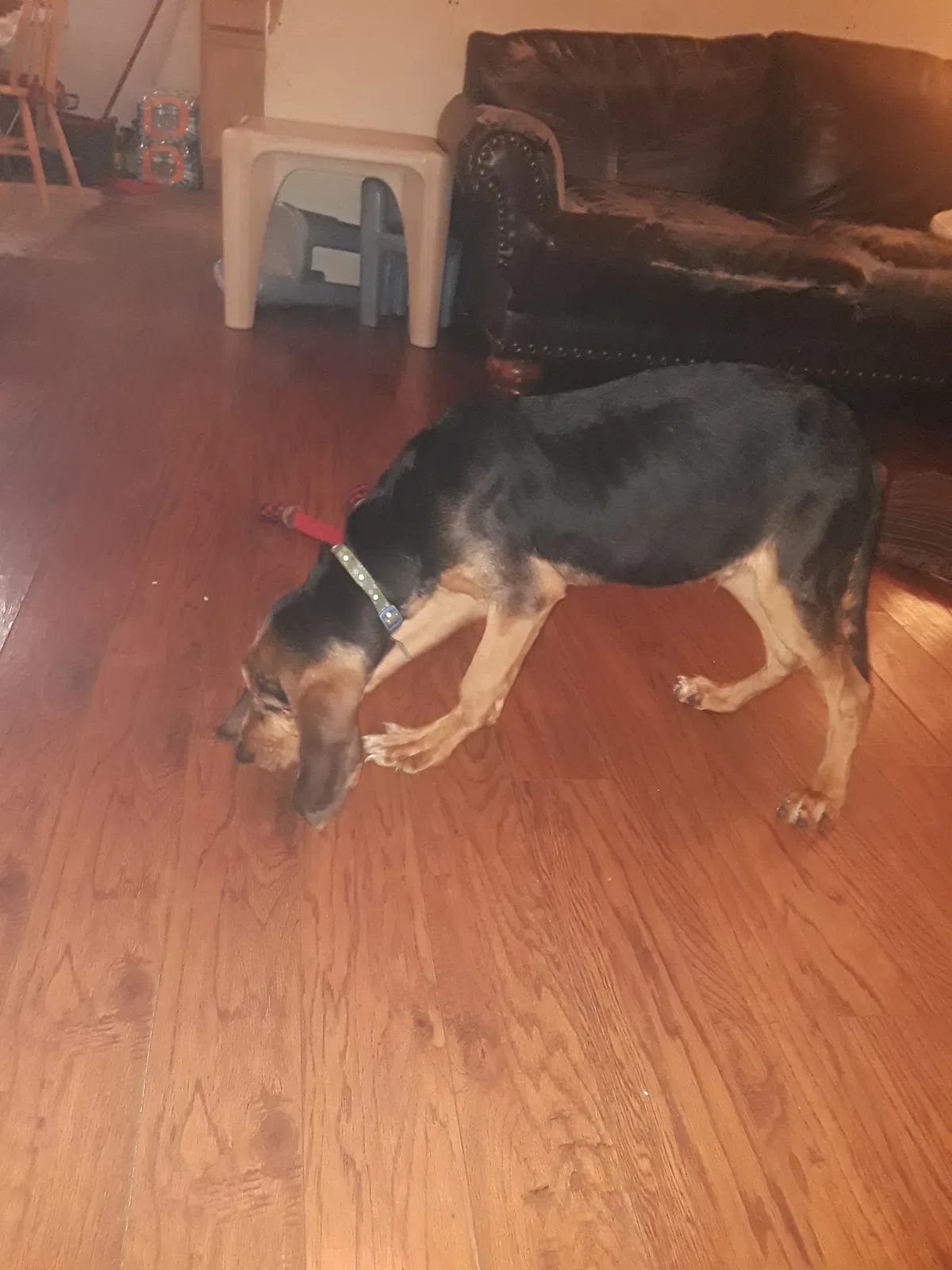 Lost dog in Knoxville, TN, 37924