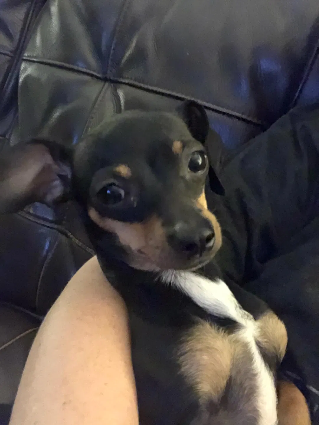 Lost dog in Pensacola, FL, 32505