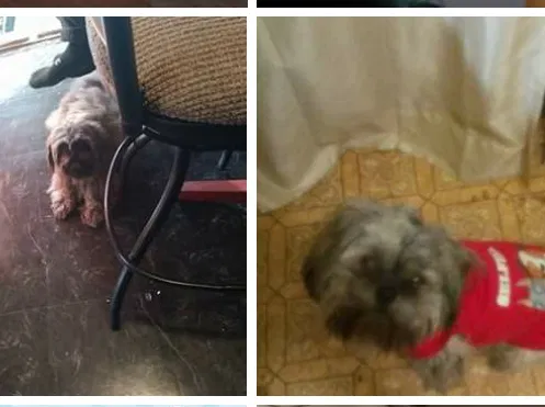 Lost dog in Detroit, MI, 48235