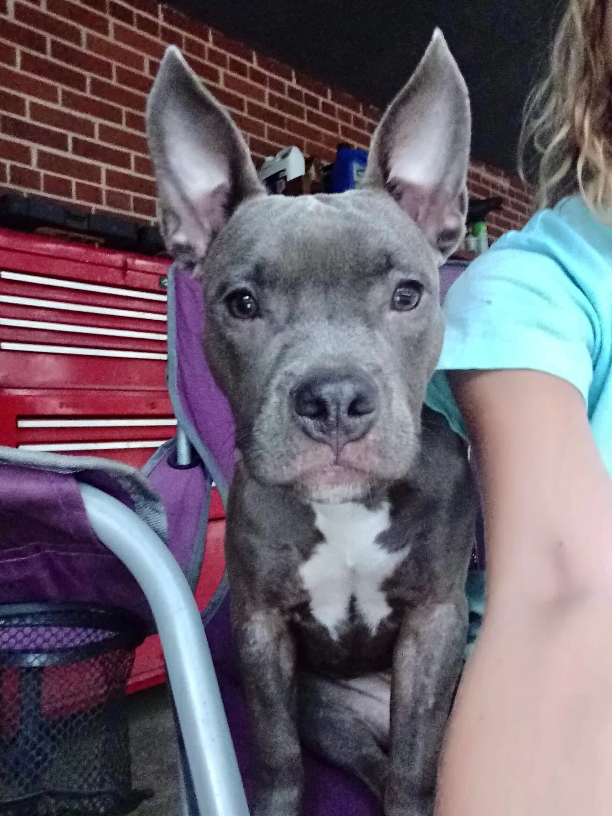 Lost dog in West Columbia, SC, 29170