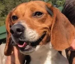 Lost dog in Gilbert, SC, 29054