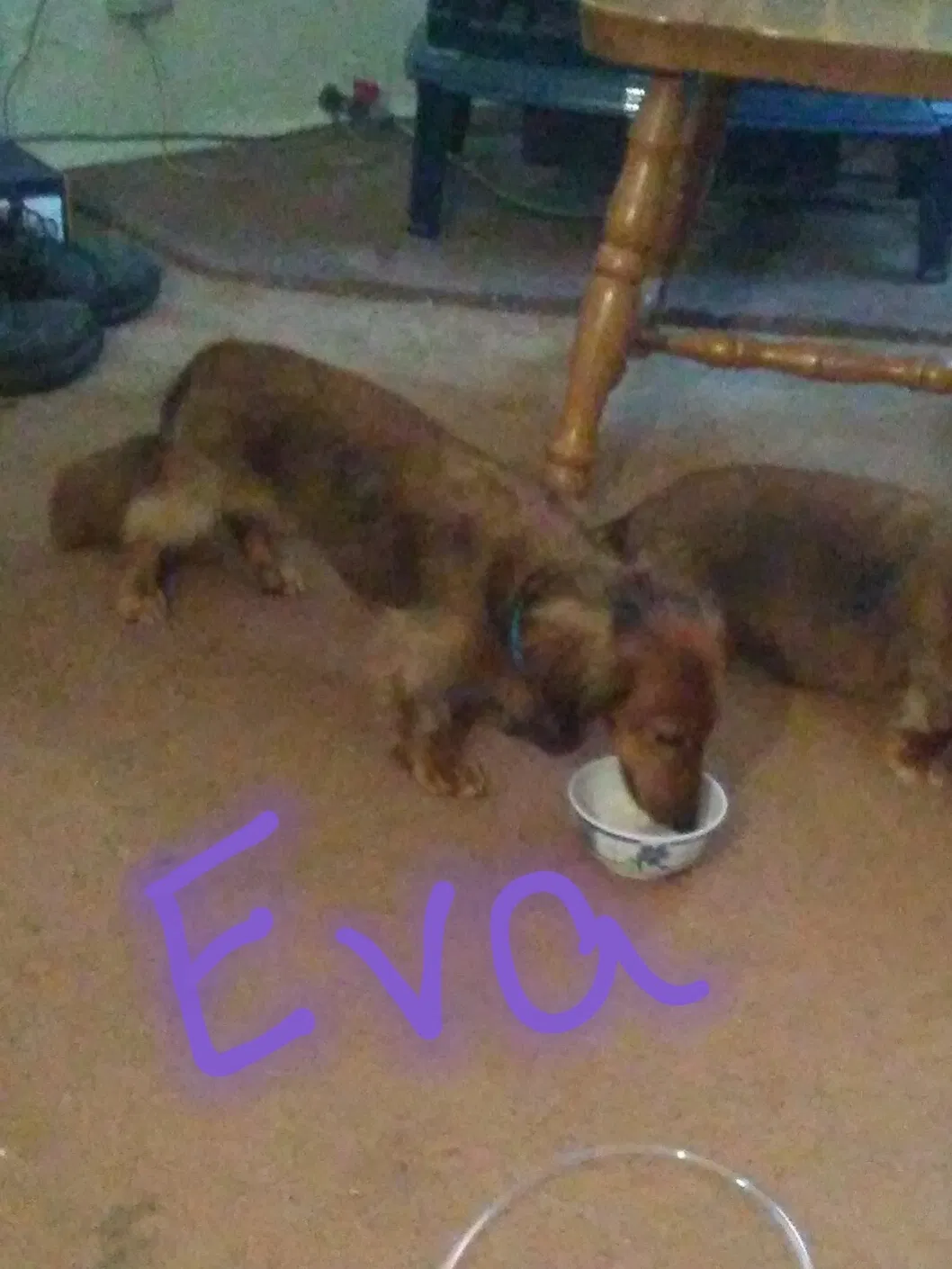 Lost dog in Fremont, OH, 43420