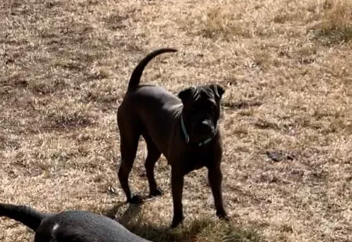 Lost dog in Albuquerque, NM, 87107