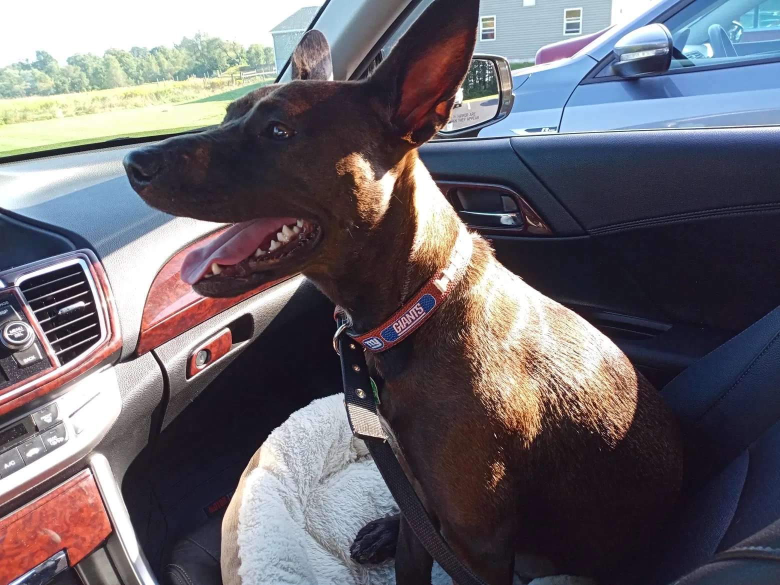 Lost dog in Hartwick, NY, 13348