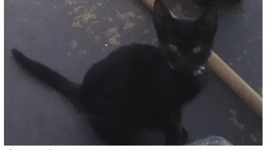 Lost cat in Lake Wales, FL, 33898