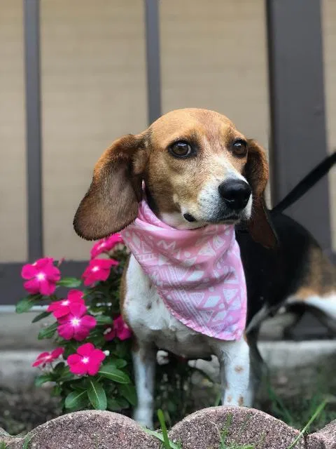 Lost dog in Mabelvale, AR, 72103