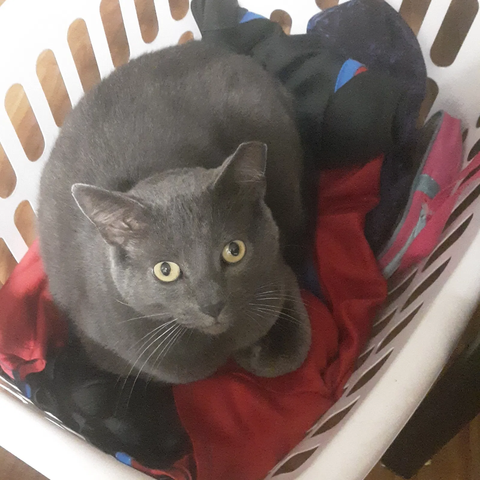 Lost cat in Cincinnati, OH, 45246