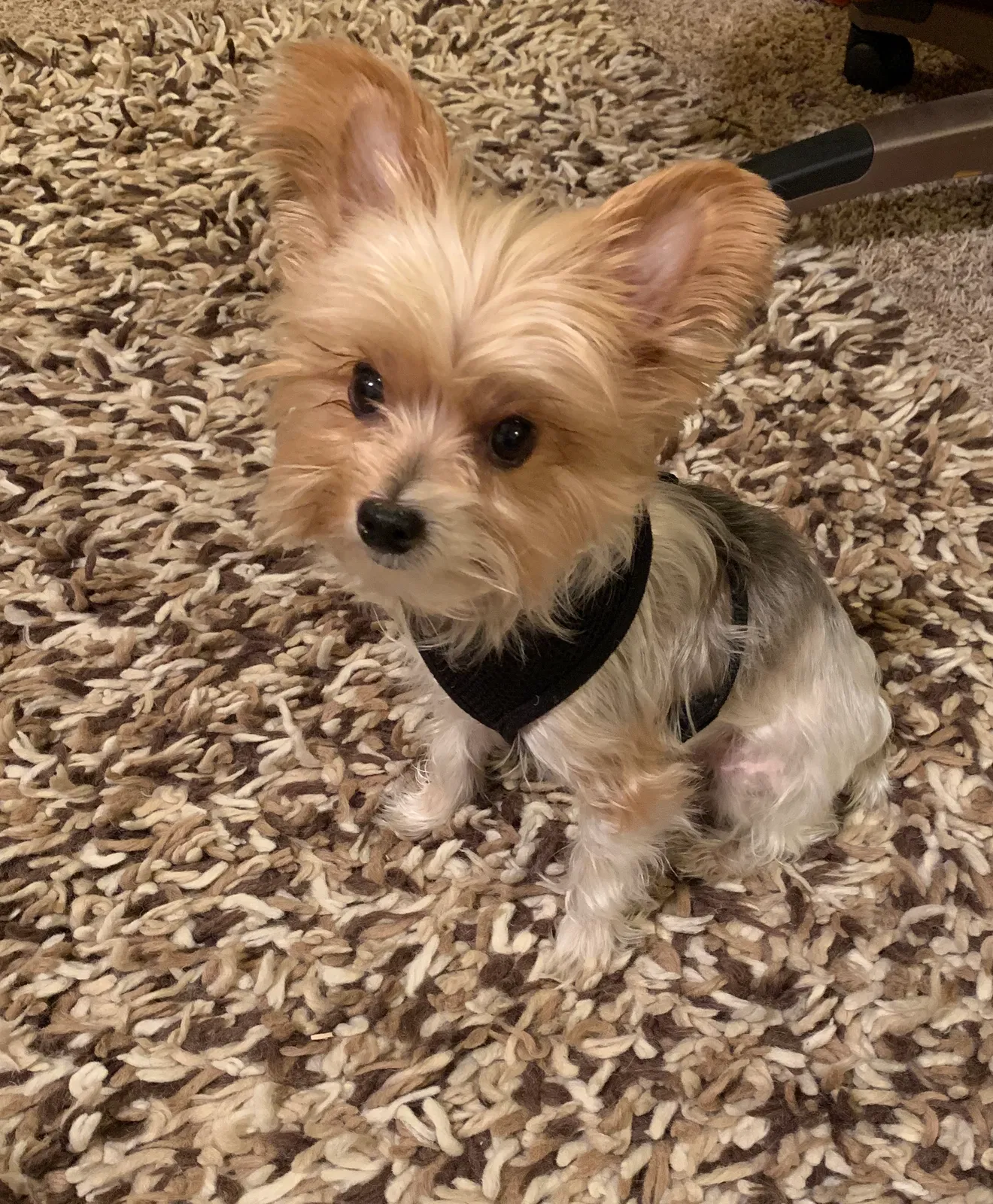 Lost dog in Fort Collins, CO, 80524