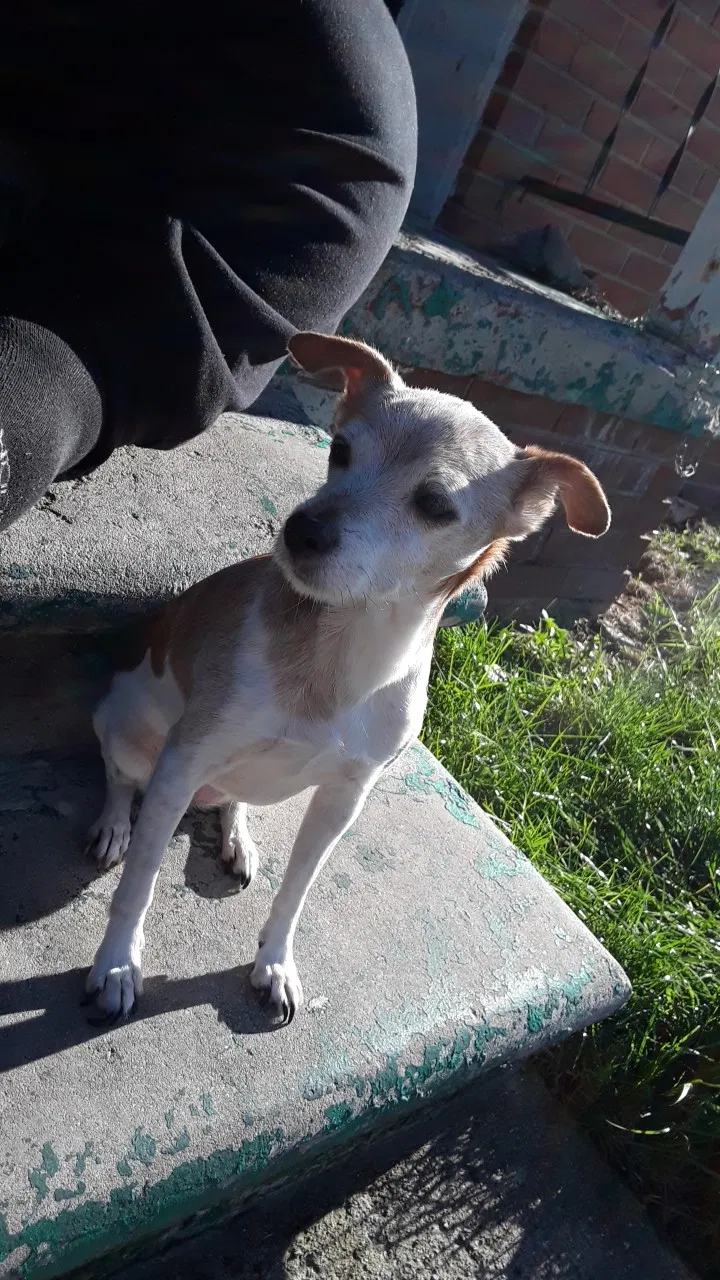 Lost dog in Detroit, MI, 48205