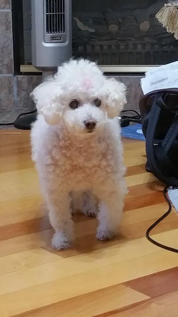 Lost dog in Sugar Land, TX, 77478