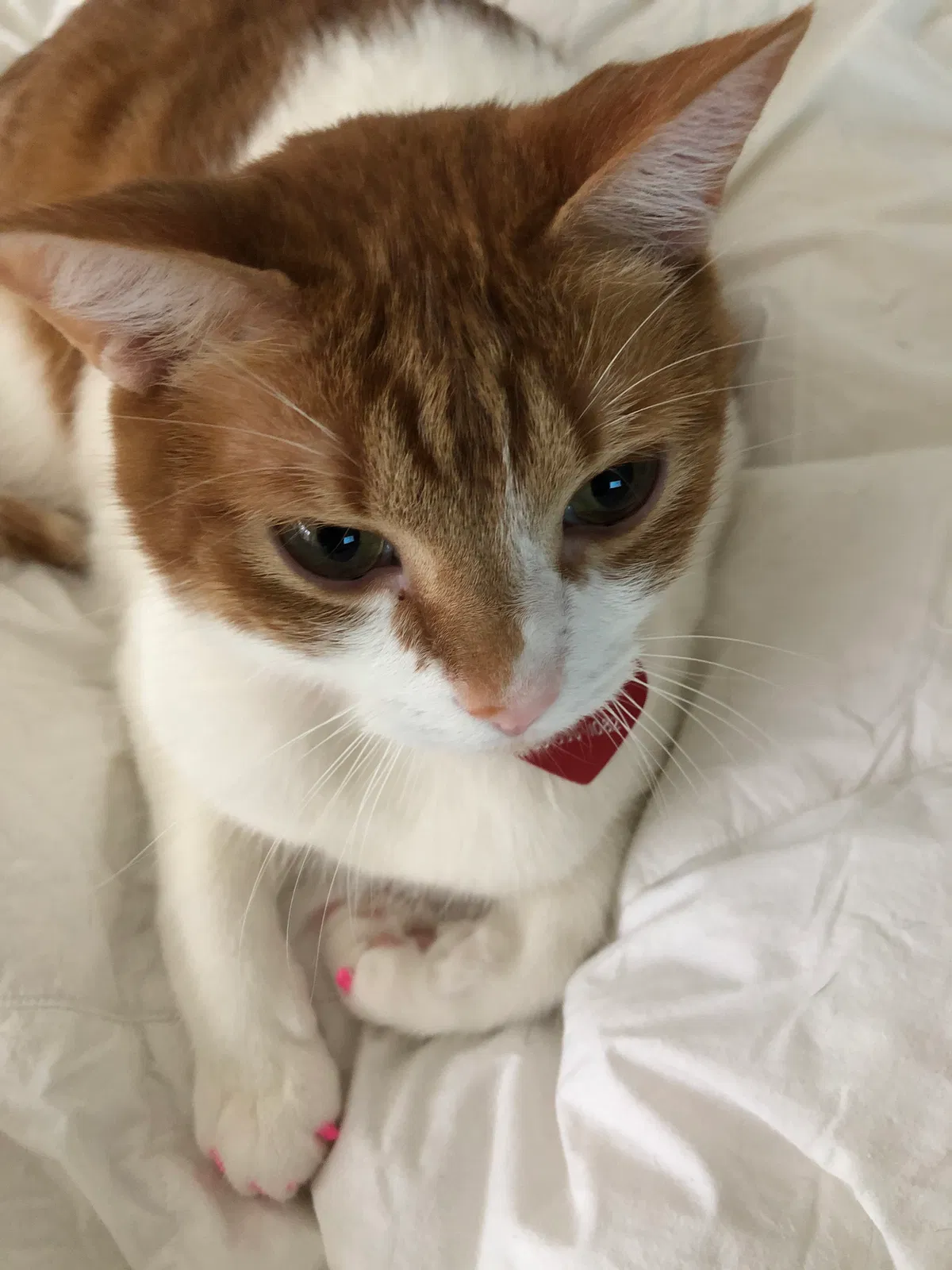Lost cat in Potomac, MD, 20854