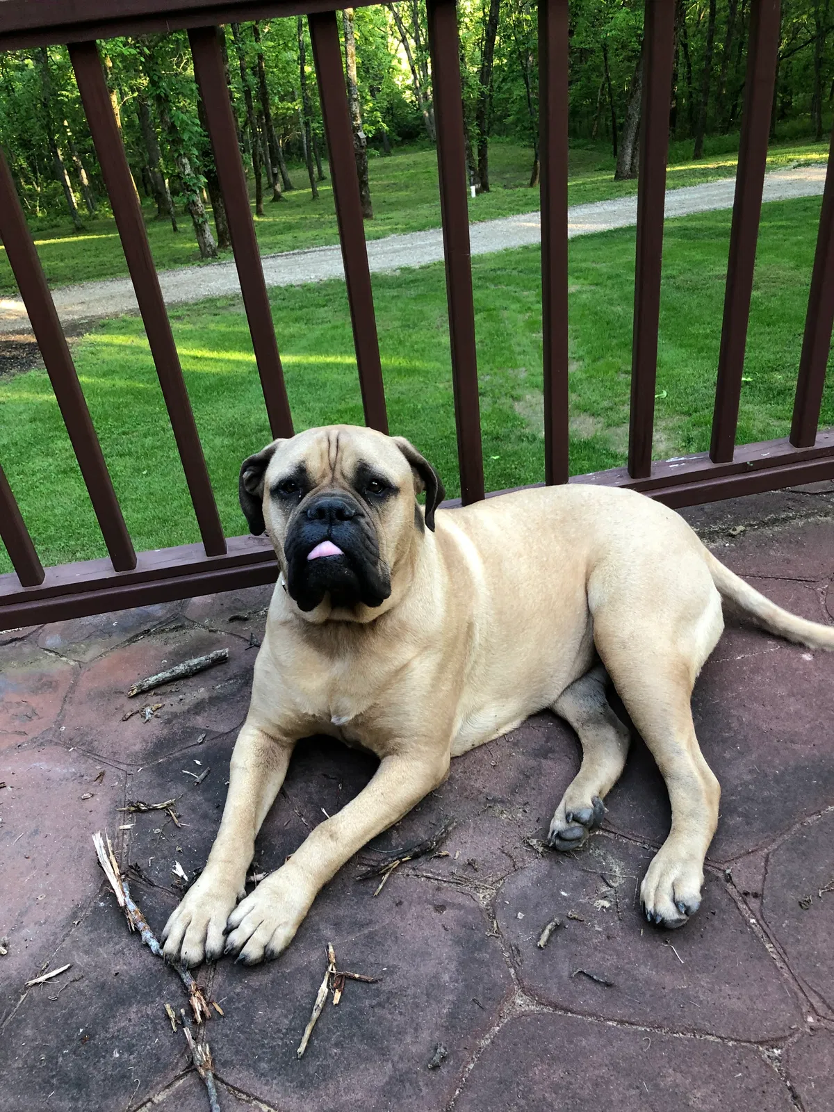 Lost dog in Linn, MO, 65051