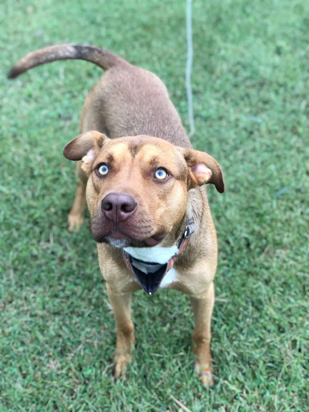 Lost dog in Barboursville, VA, 22923