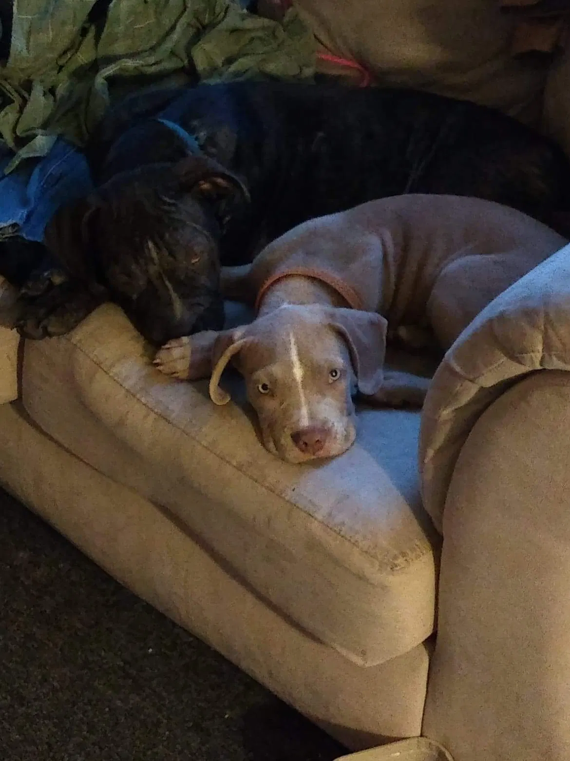 Lost dog in Interlachen, FL, 32148