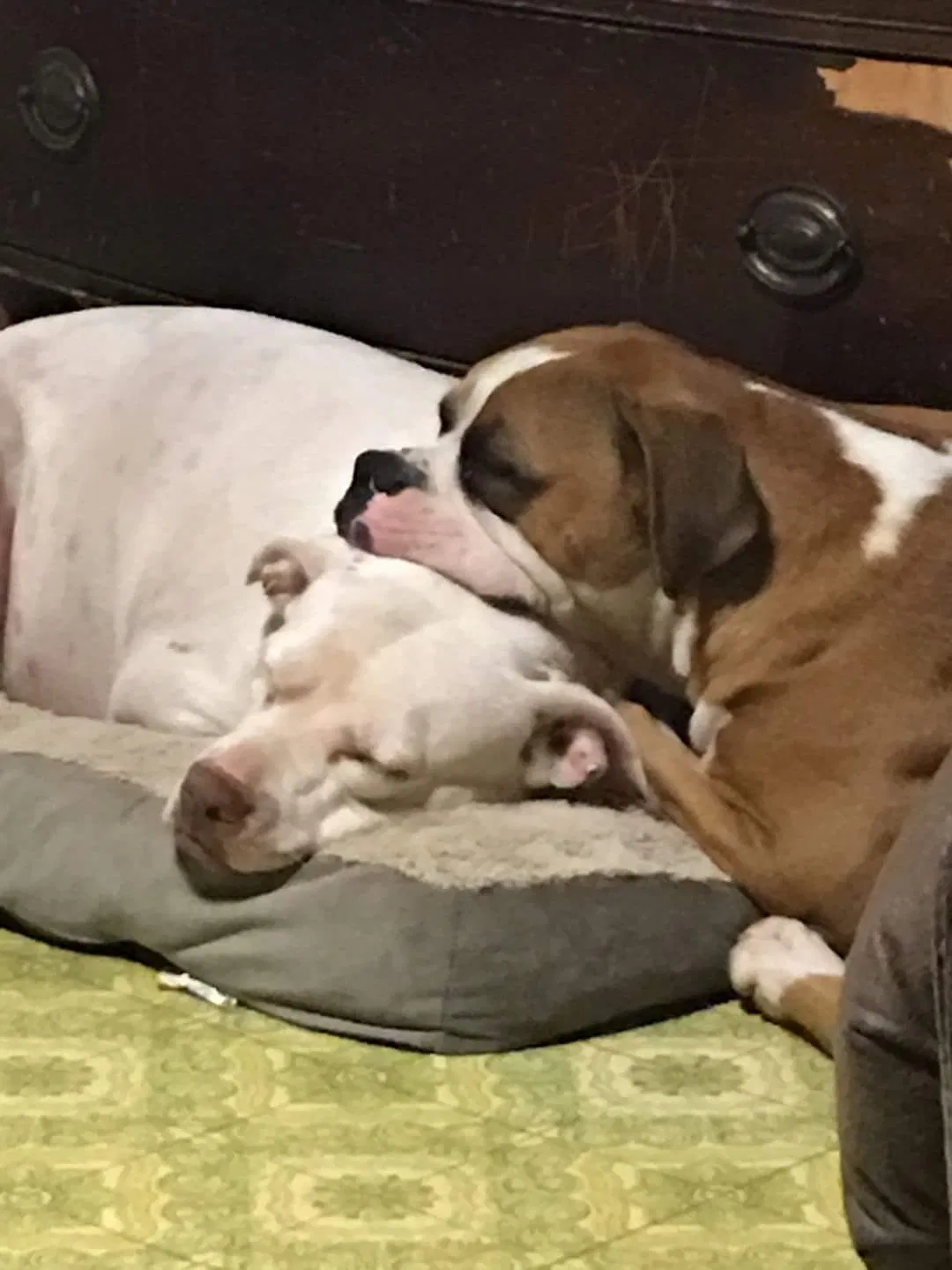 Lost dog in Landrum, SC, 29356