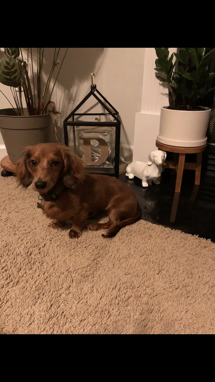 Lost dog in Pikeville, NC, 27863