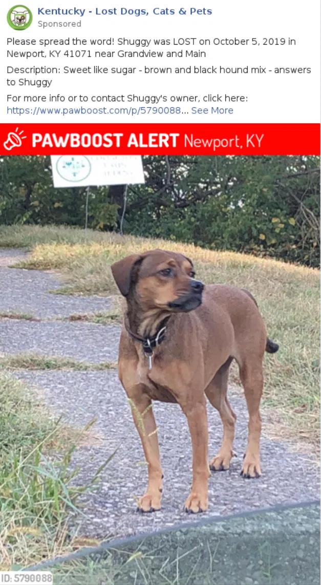 Lost dog in Newport, KY, 41071