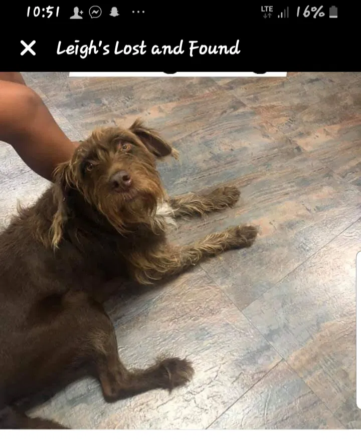 Lost dog in Springfield, MO, 65809