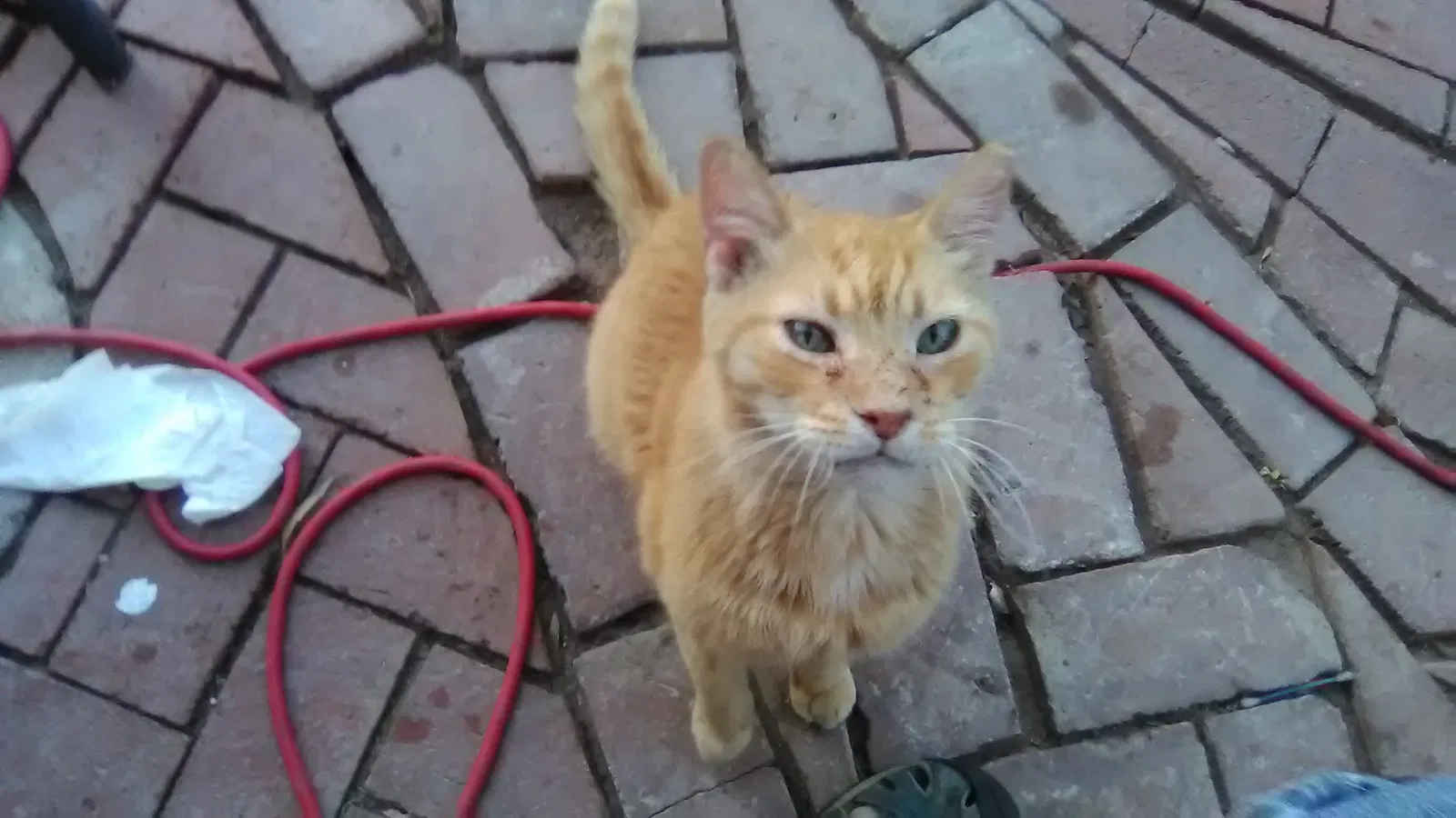 Lost cat in Phoenix, AZ, 85015