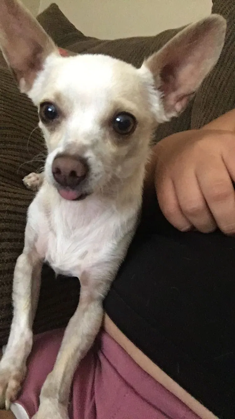 Lost dog in North Las Vegas, NV, 89030