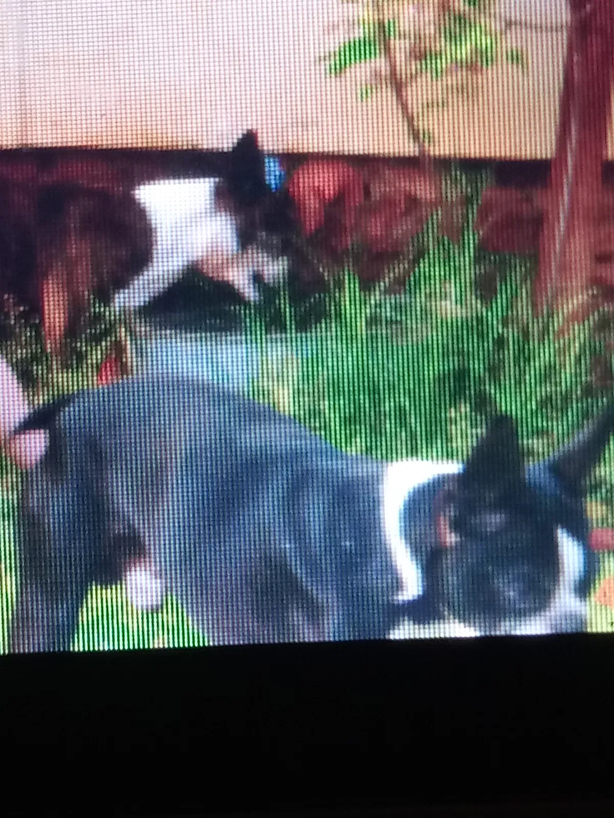 Lost dog in Hickory, NC, 28601