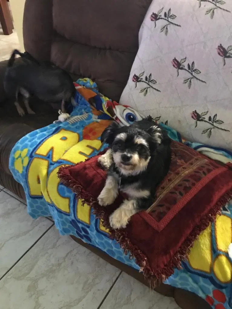 Lost dog in Miami, FL, 33169