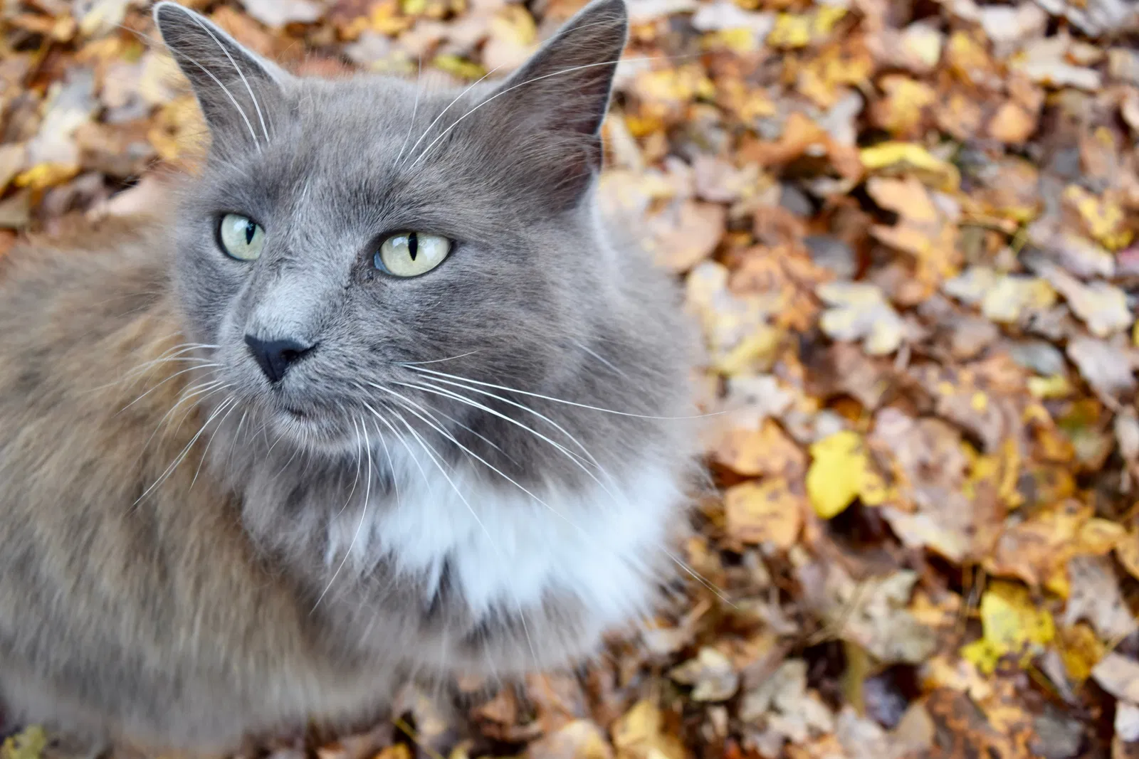 Lost cat in China Grove, NC, 28023