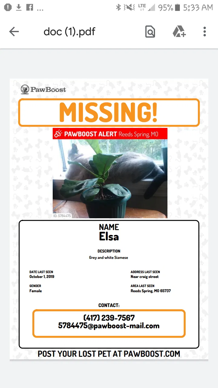 Lost cat in Reeds Spring, MO, 65737
