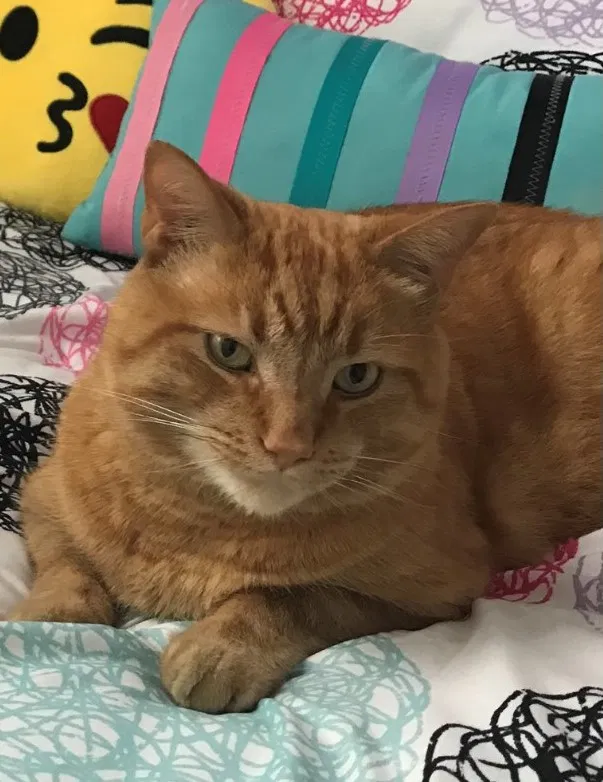 Lost cat in Louisville, KY, 40241