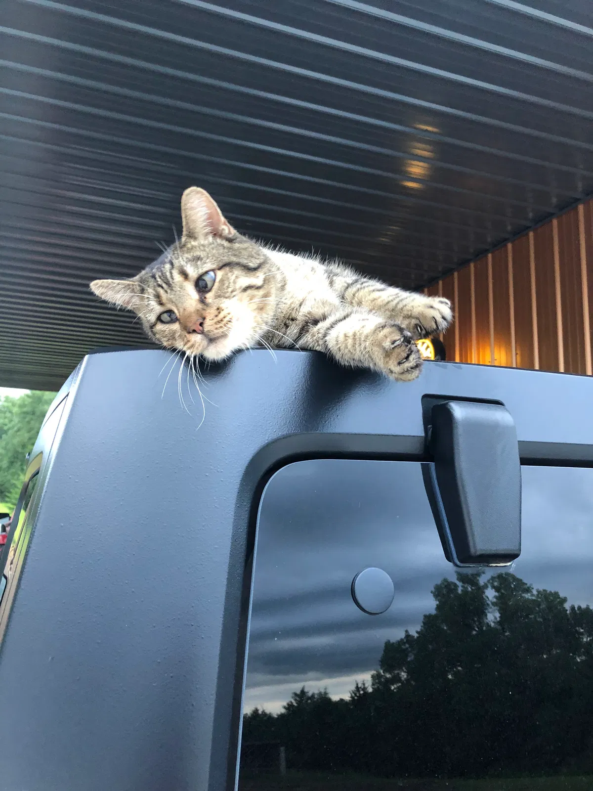 Lost cat in Walton, NE, 68461