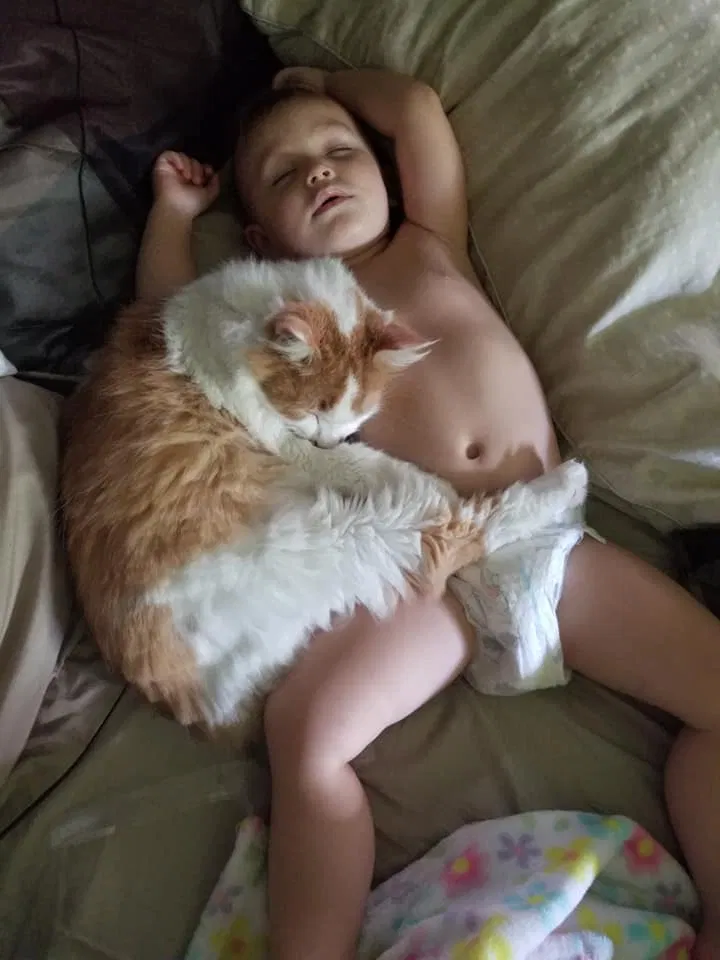 Lost cat in Indianapolis, IN, 46226