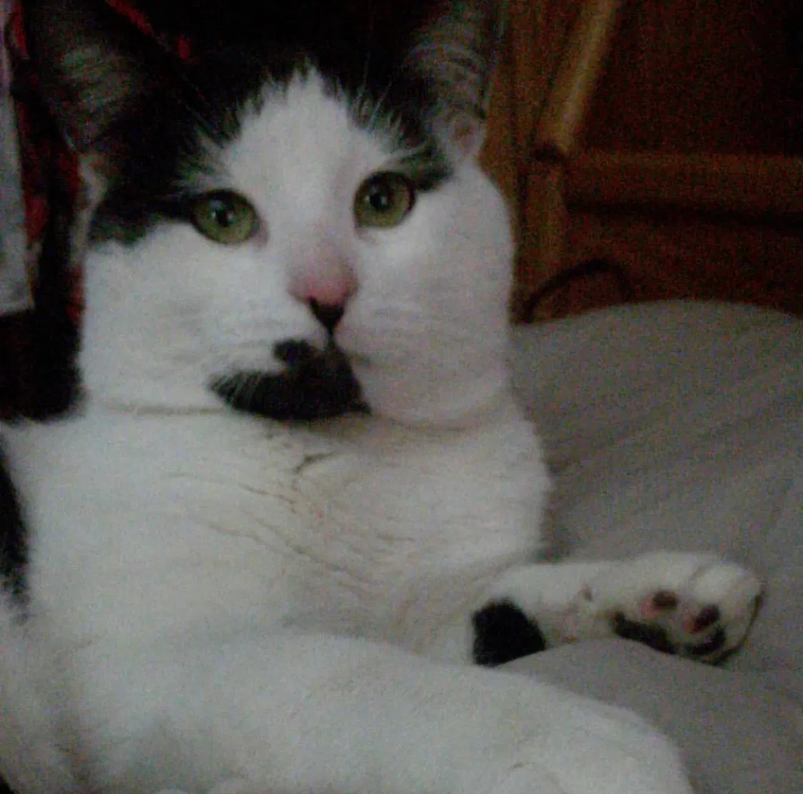 Lost cat in Independence, OH, 44131