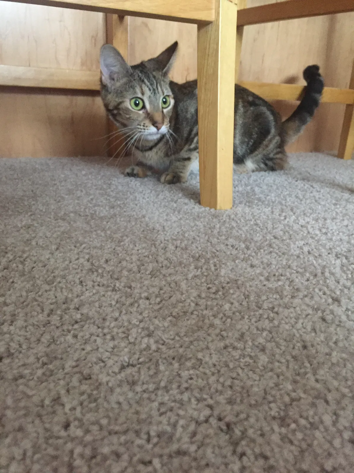Lost cat in Morgantown, WV, 26508