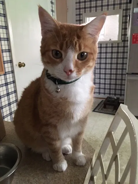 Lost cat in Cincinnati, OH, 45238