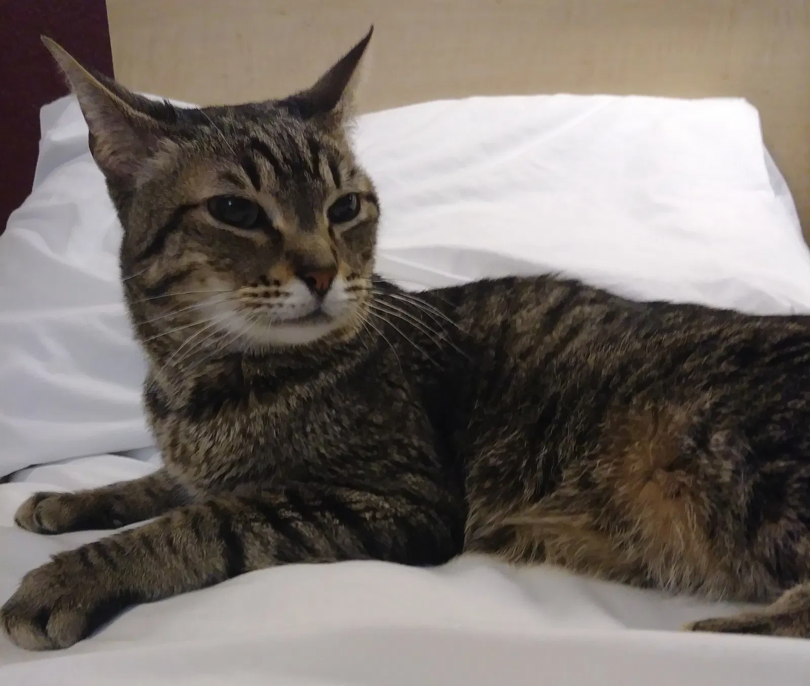 Lost cat in Morrisville, PA, 19067