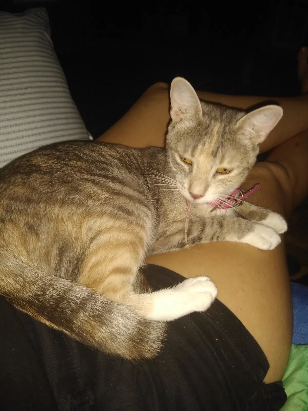 Lost cat in Lakeland, FL, 33815