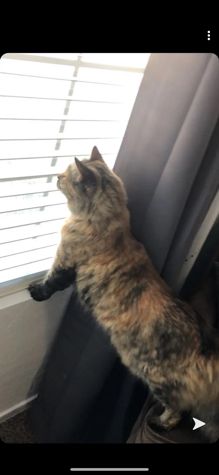 Lost cat in Mesa, AZ, 85207