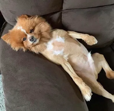 Lost dog in Orient, OH, 43146