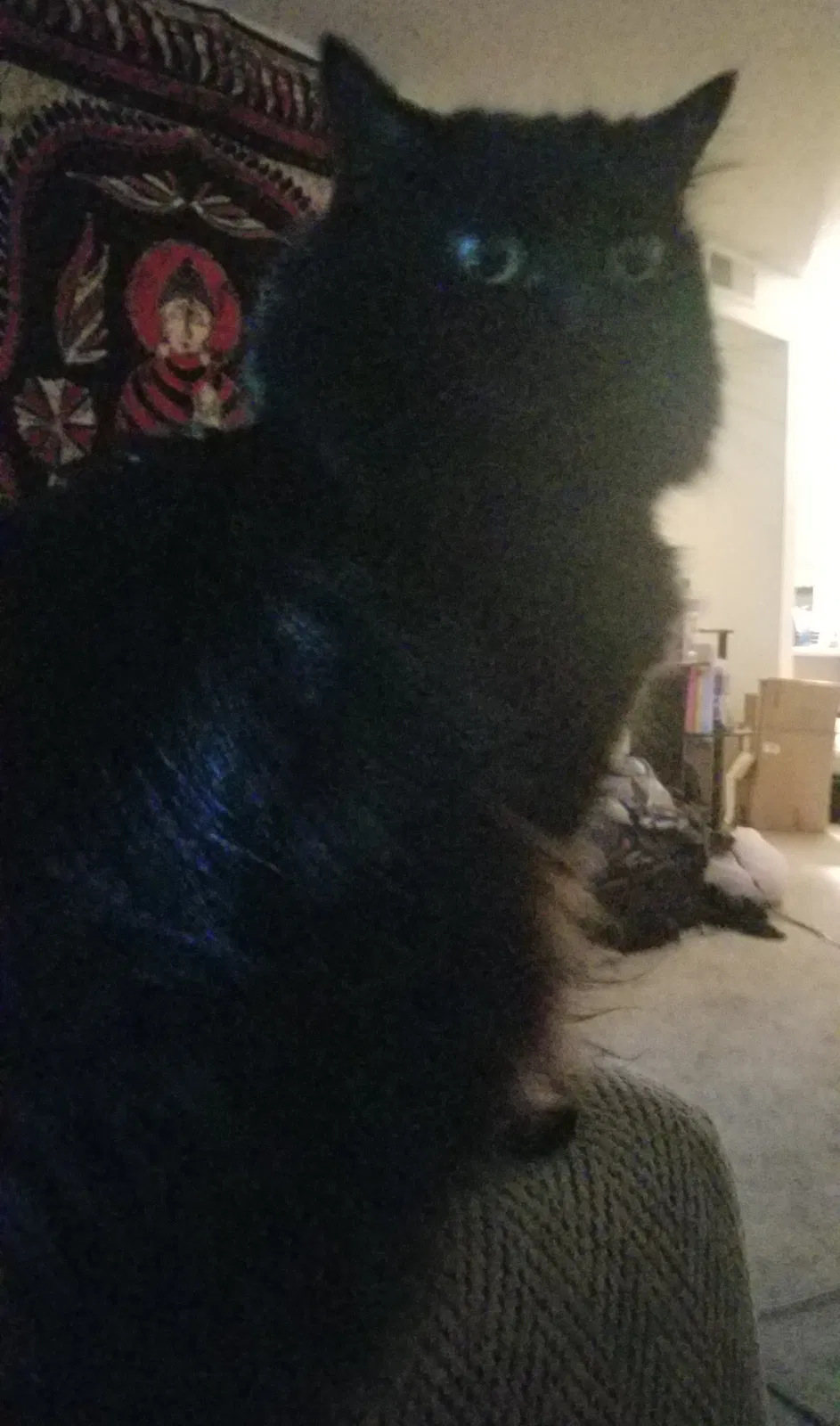 Lost cat in Clarksville, TN, 37043