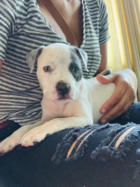 Lost dog in Charlotte, NC, 28262