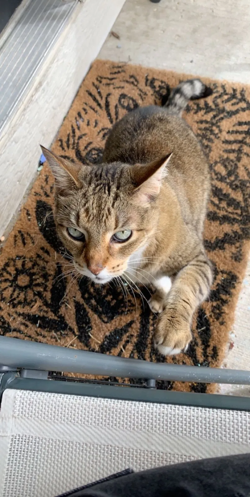 Lost cat in Montgomery, IL, 60538