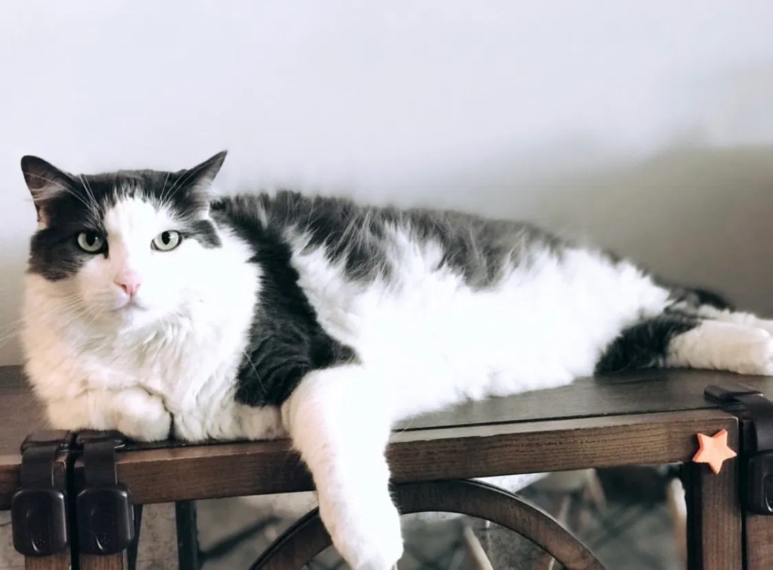 Lost cat in Brooklyn, NY, 11231