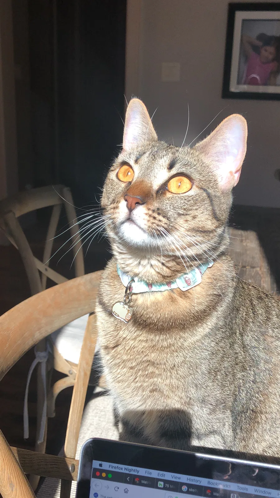 Lost cat in Spring, TX, 77381
