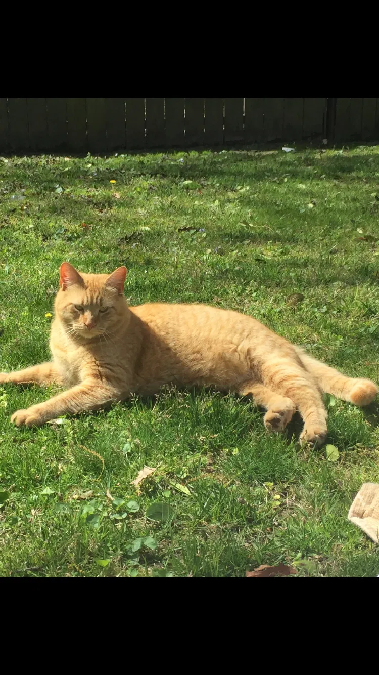 Lost cat in Hampton, VA, 23669
