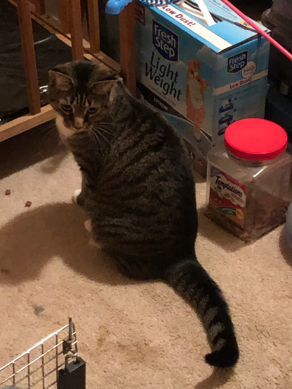 Lost cat in Brownsburg, IN, 46112
