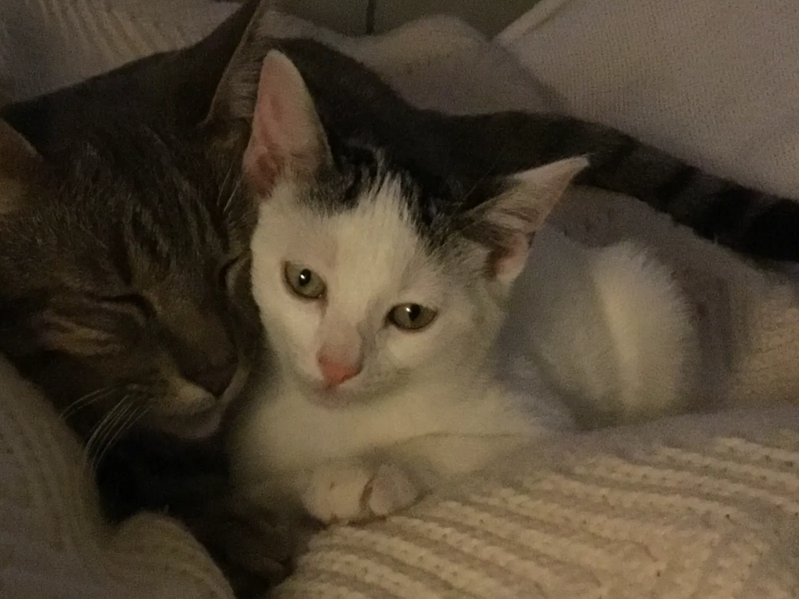 Lost cat in Burleson, TX, 76028