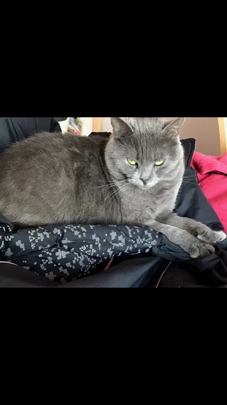 Lost cat in Bolingbrook, IL, 60440