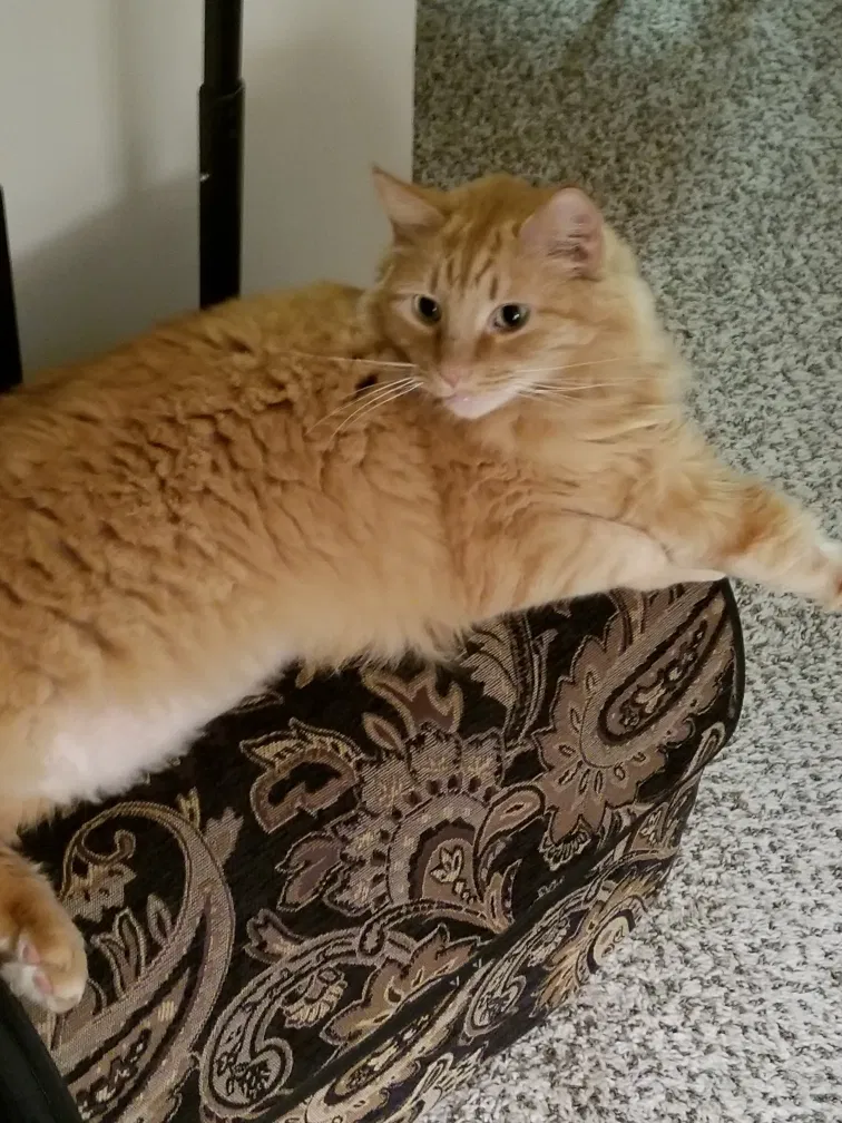 Lost cat in Spring, TX, 77386