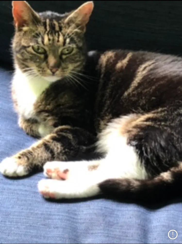 Lost cat in Greenville, SC, 29611